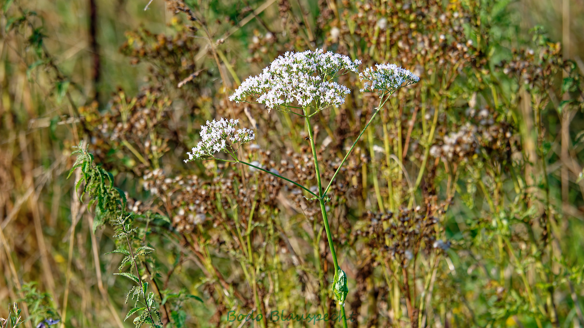 Pflanzen   Steveraue   2024.08.10 08.29 85 HD